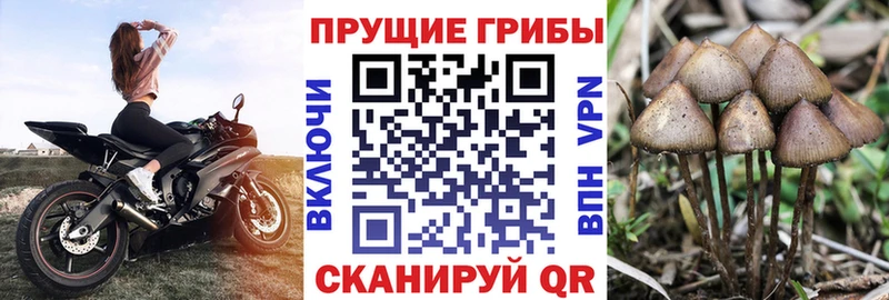Галлюциногенные грибы GOLDEN TEACHER  Стерлитамак 